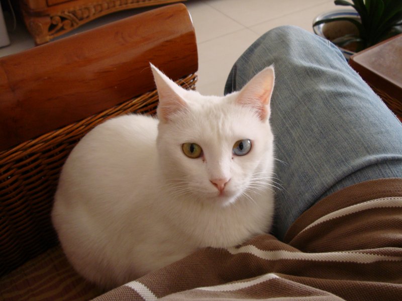 mycat01.jpg