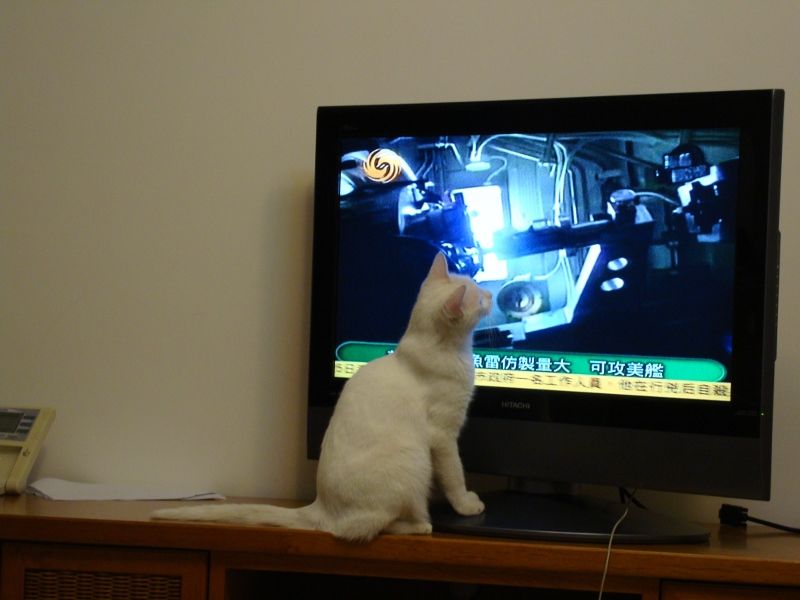 mycat02.jpg